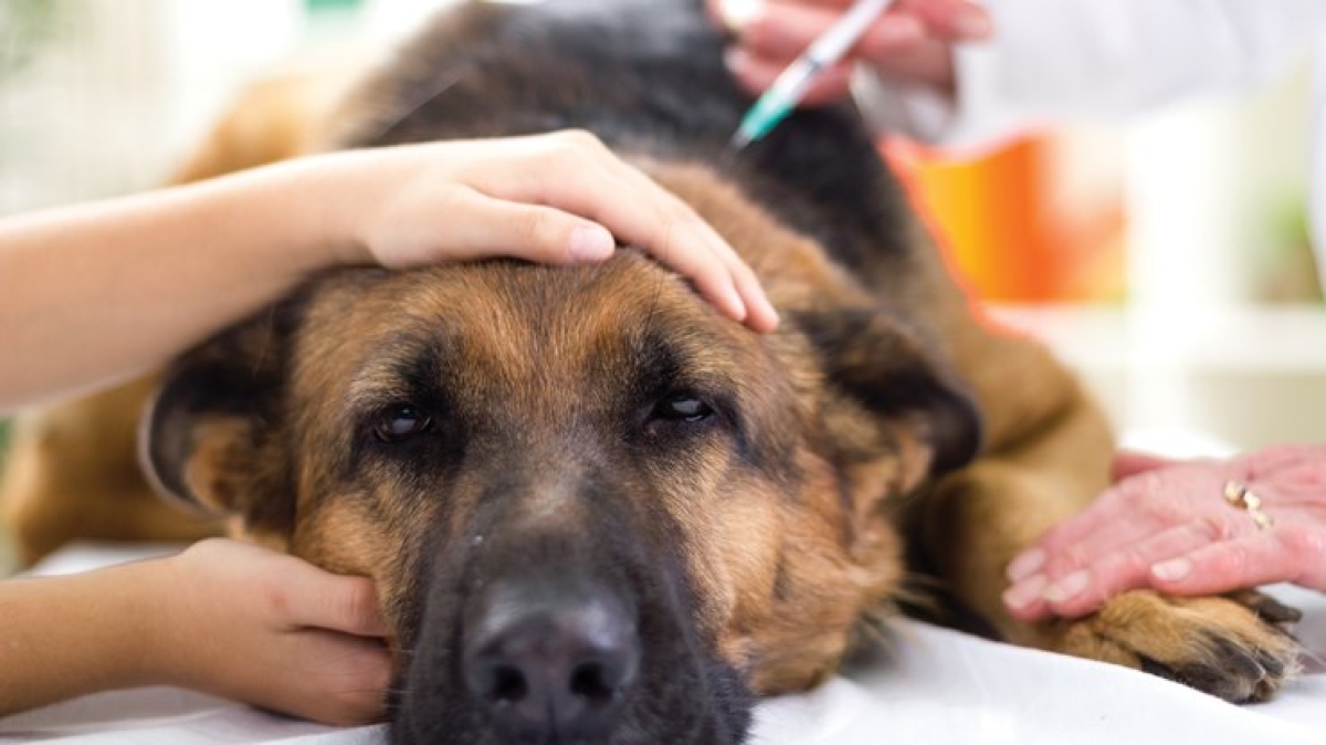 Saúde orienta  que tutores levem os cães e gatos para serem imunizados contra a raiva - Foto: Ascom SES/SE