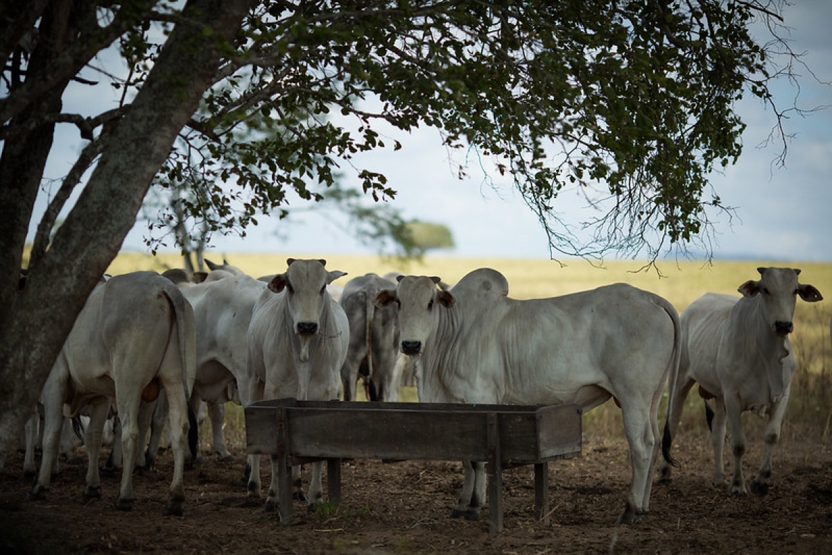 Comitê Gestor do PNEFA realiza Fórum Estadual de Sanidade Animal durante Exporingo - Foto: CNA