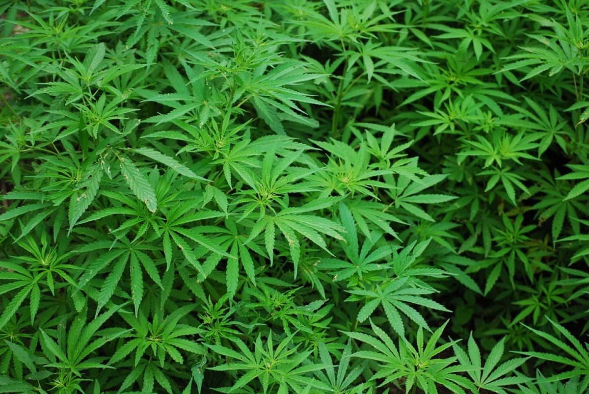 PF destrói 130 mil pés de maconha em terra indígena no Pará - Foto: Pixabay