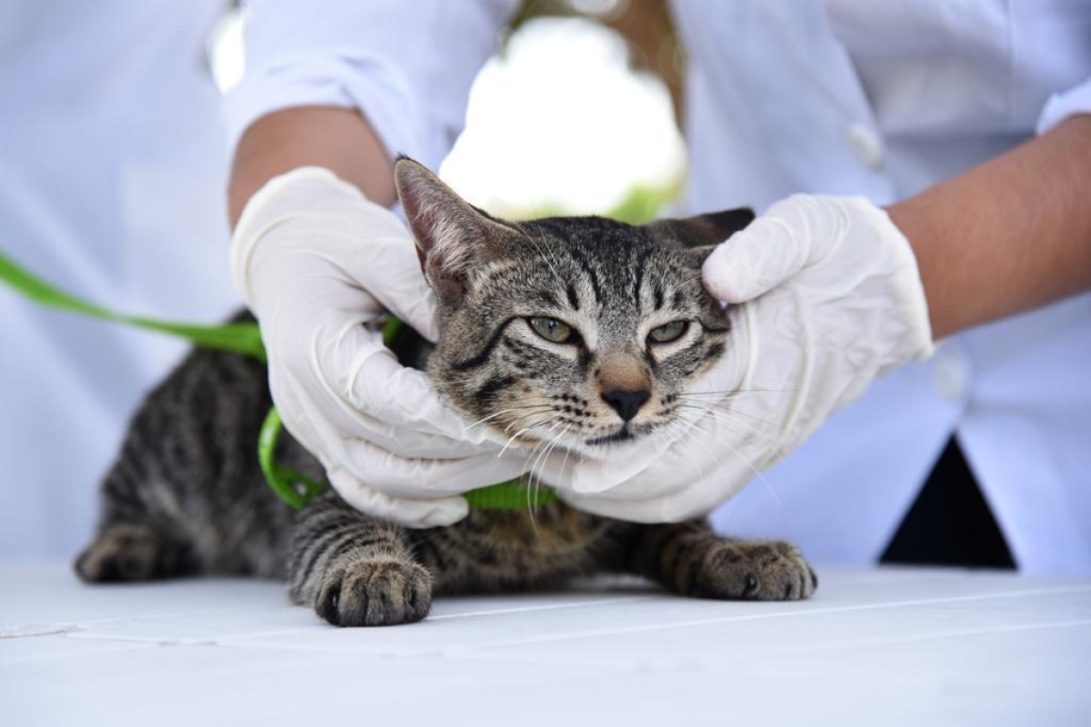 Prefeitura de Aracaju realiza castração de 62 gatos no Centro de Controle de Zoonoses - Foto: Ascom SMS Aracaju
