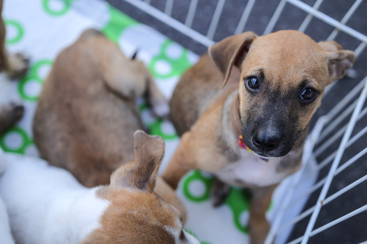 RioMar Shopping realiza a 25º edição da ação do bem, que tem como objetivo encontrar um lar para cães e gatos abandonados - Foto: Victor Caldas RioMar Shopping realiza a 25º edição da ação do bem, que tem como objetivo encontrar um lar para cães e gatos abandonados - Foto: Victor Caldas