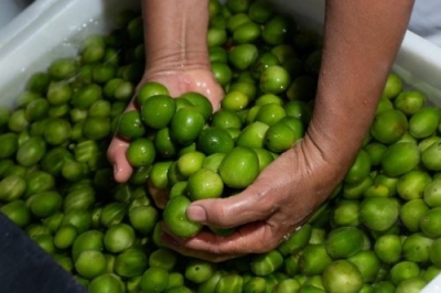 O umbu é apreciado pelo seu sabor agridoce - Foto: Destaque Notícias