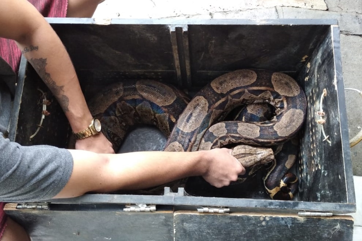 A cobra foi entregue à Adema, que vai soltá-la em área de mata - Foto: Corpo de Bombeiros