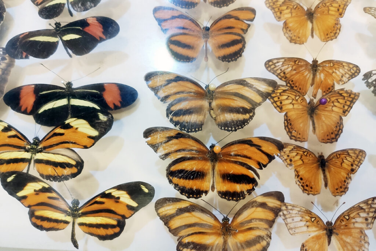 A exposição tem insetos, como abelhas, borboletas e besouros - Foto: Destaque Notícias A exposição tem insetos, como abelhas, borboletas e besouros - Foto: Destaque Notícias