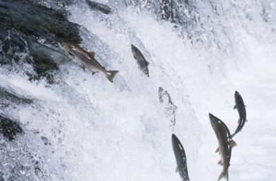 Defeso da Pesca deixa rastro de fome nas comunidades de pesca de Sergipe  - Imagem: Reprodução