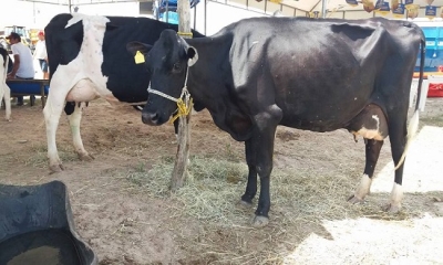 Festa Amigos do Leite - Foto: Assessoria