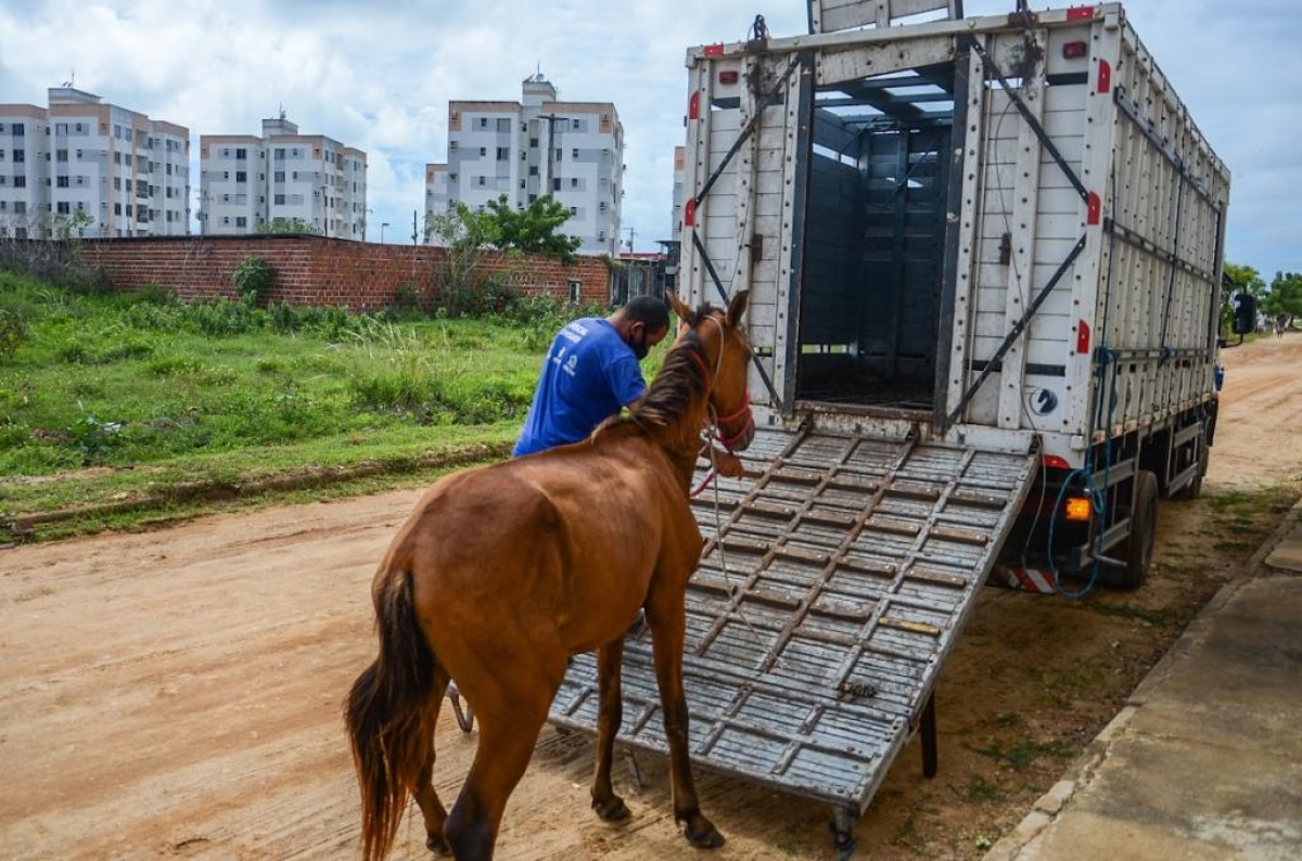 Este mês, Emsurb já apreendeu mais de 40 animais em vias públicas de Aracaju - Foto: Felipe Goettenauer | Ascom Emsurb