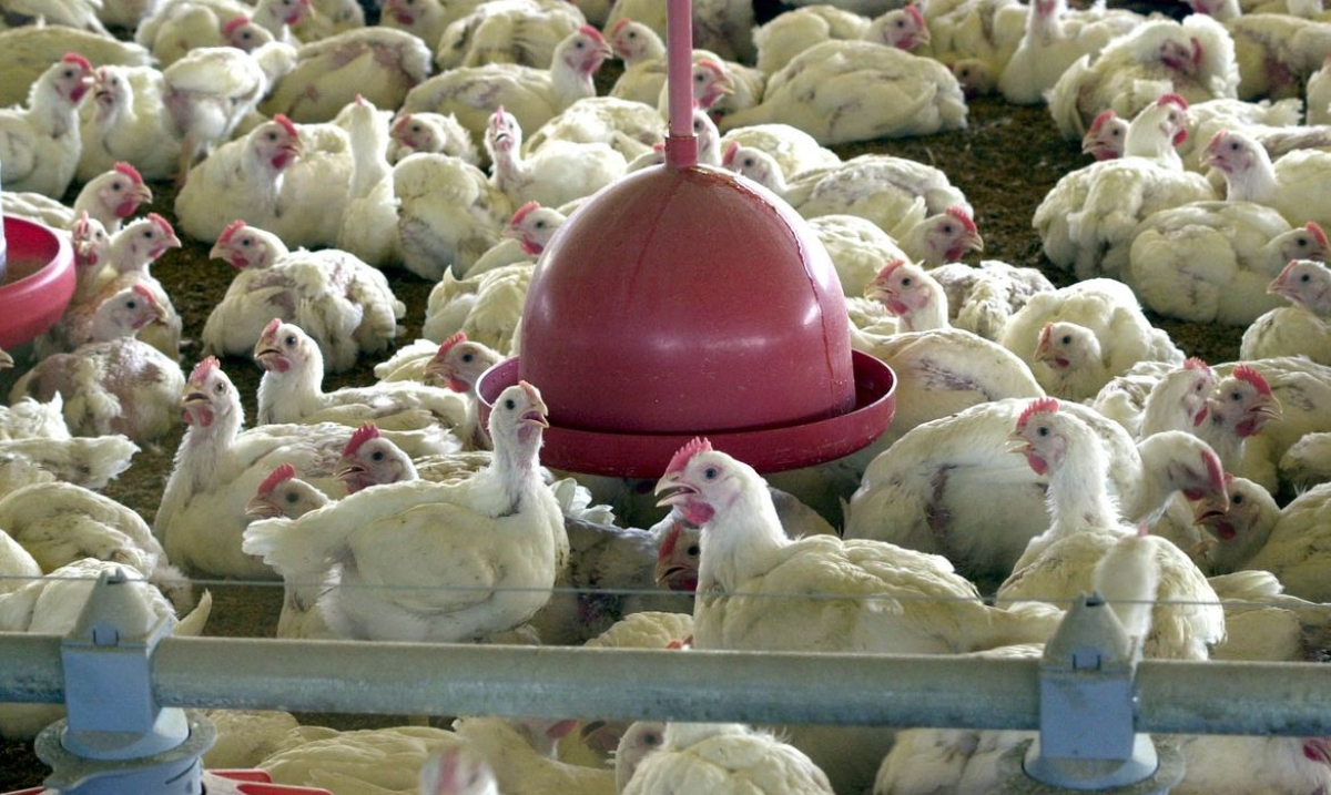 Ministério suspende feiras de aves para evitar gripe aviária no país - Foto: Arquivo Agência Brasil