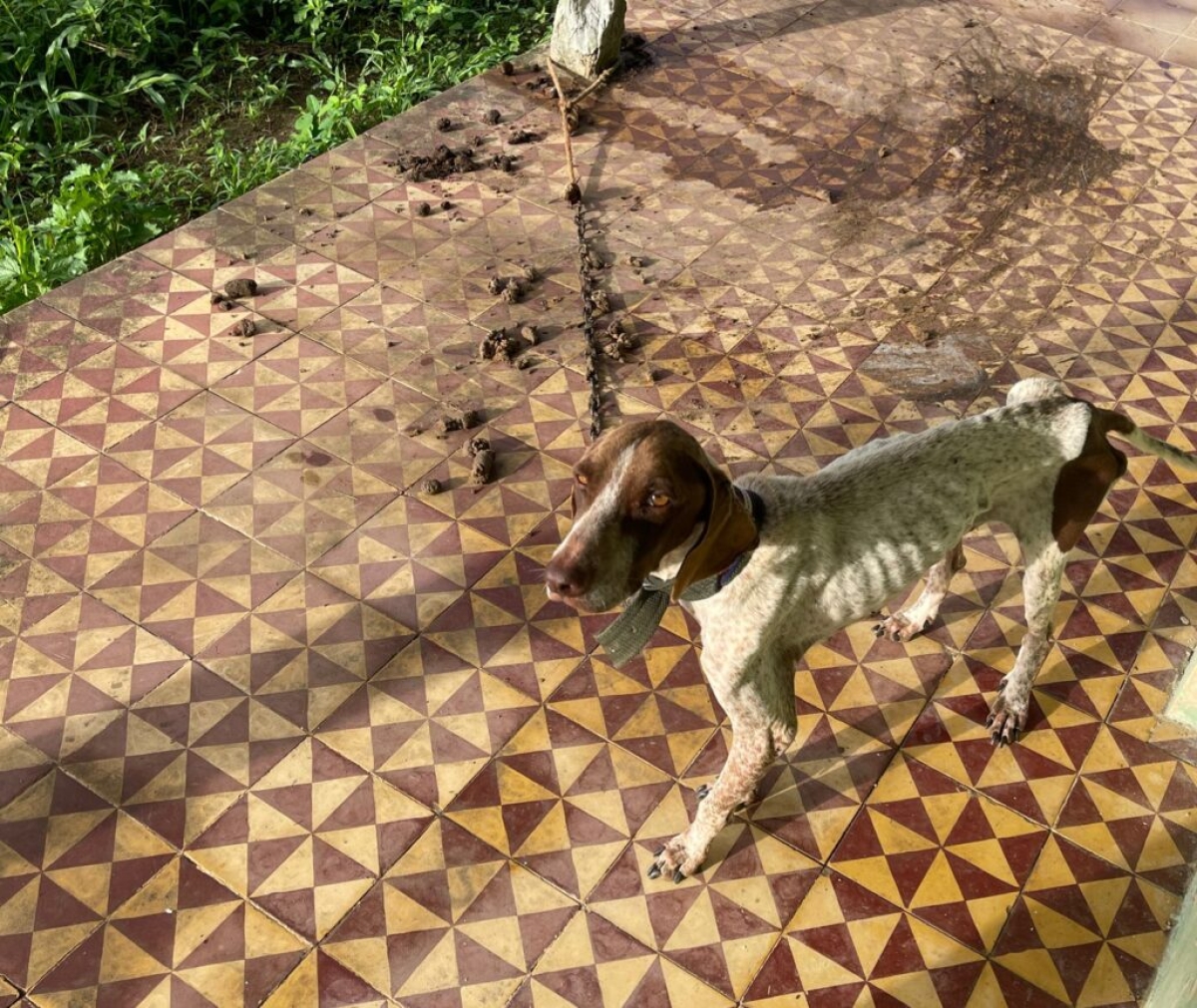 Polícia Civil prende suspeito de maus-tratos contra animais em Pedrinhas - Foto: SSP/SE