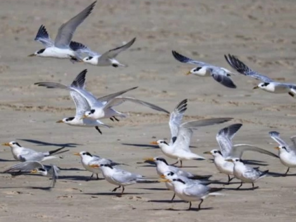 Governo de Sergipe emite comunicado sobre a gripe aviária - Foto: Governo de Sergipe