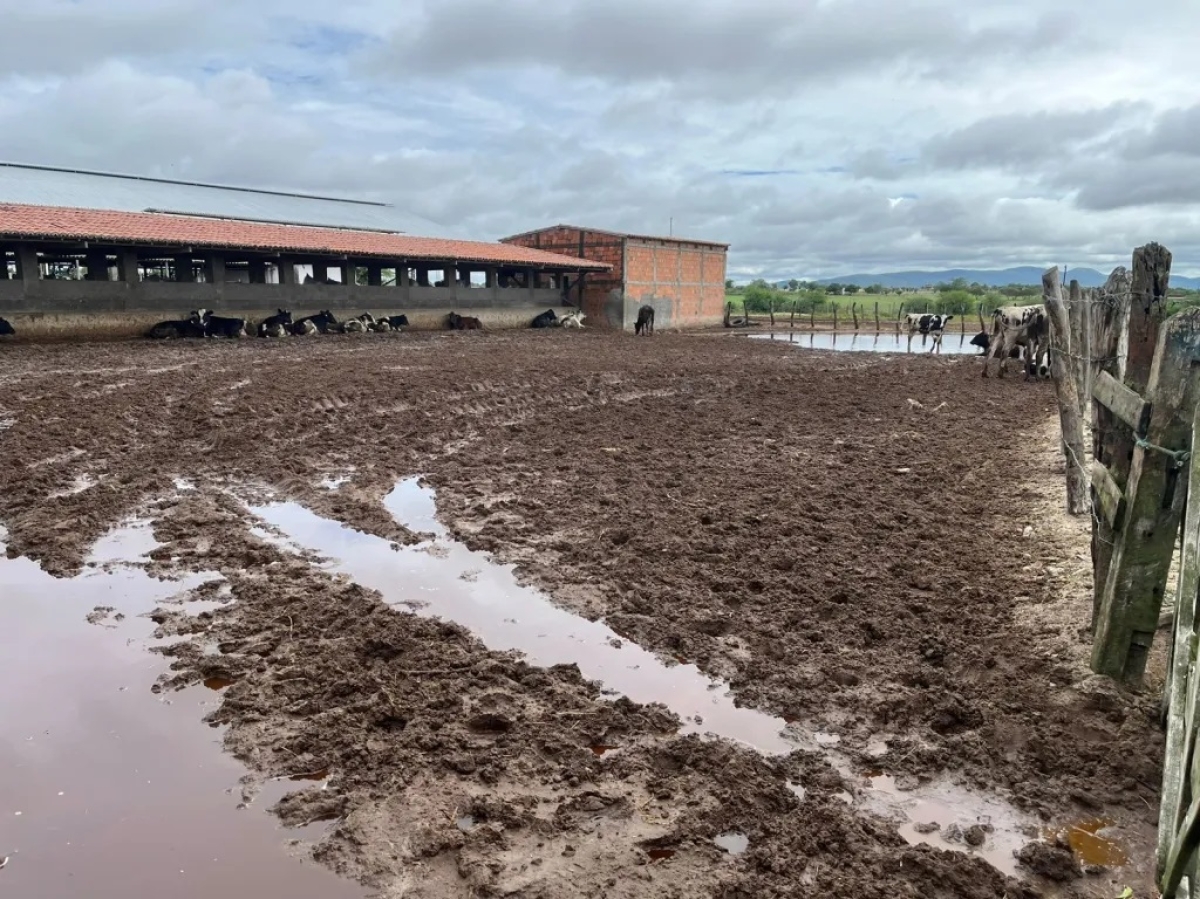 Chuvas provocam impactos negativos e positivos no agro em Sergipe - Foto: Senar/SE