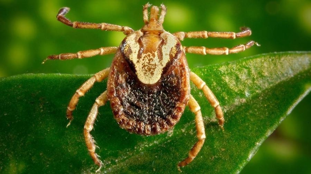 Carrapato-estrela - Foto: Christopher Paddock James Gathany | CDC
