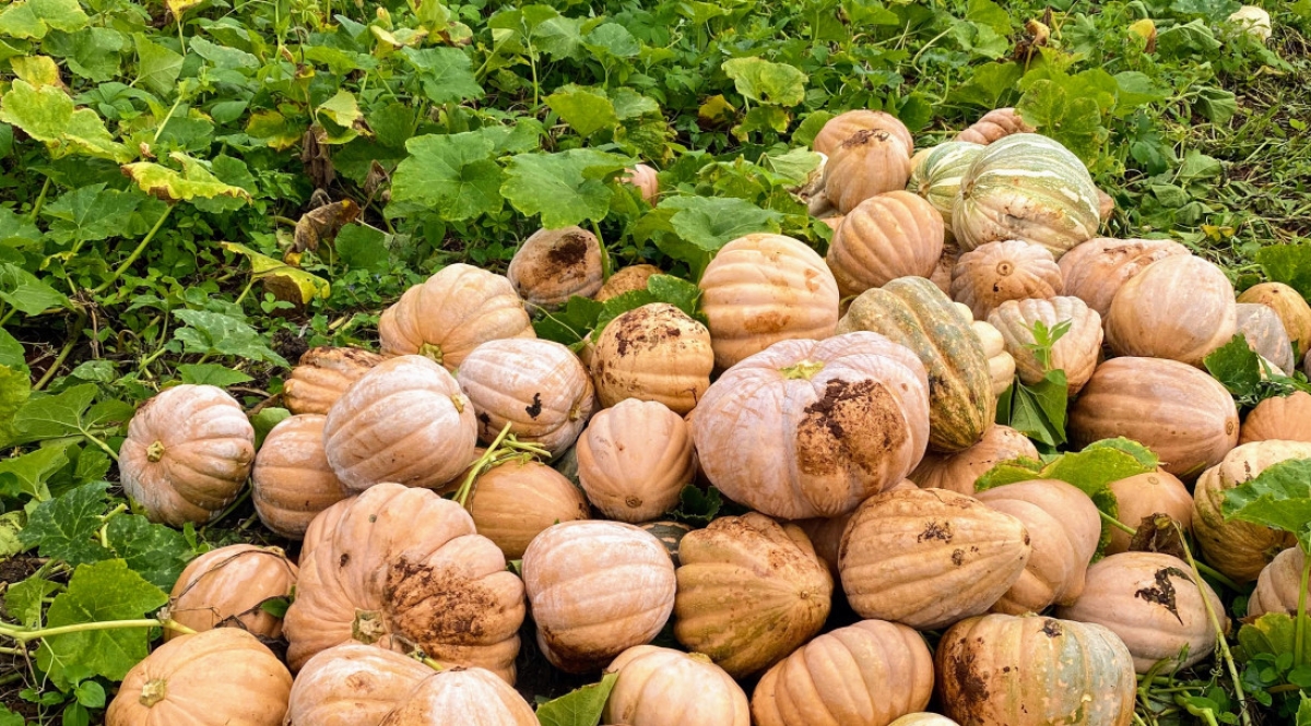 Investimentos do Governo do Estado no perímetro da Coderse tem animado irrigantes a plantar
abóbora - Foto: Gerência do Perímetro Irrigado Califórnia