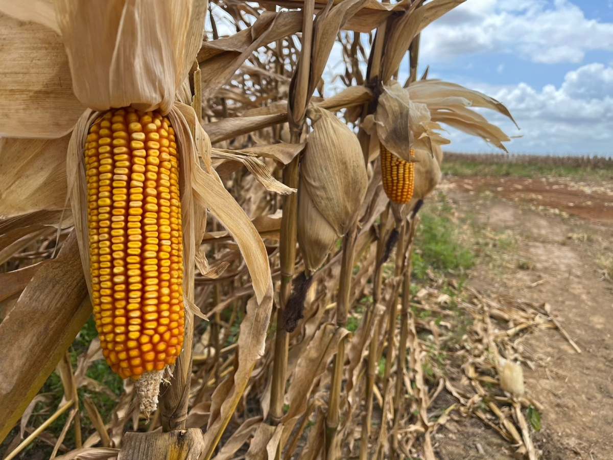 Governo de Sergipe atende pleito da Faese e reduz ICMS do milho de 4% para 2% - Foto: Assessoria Senar/SE