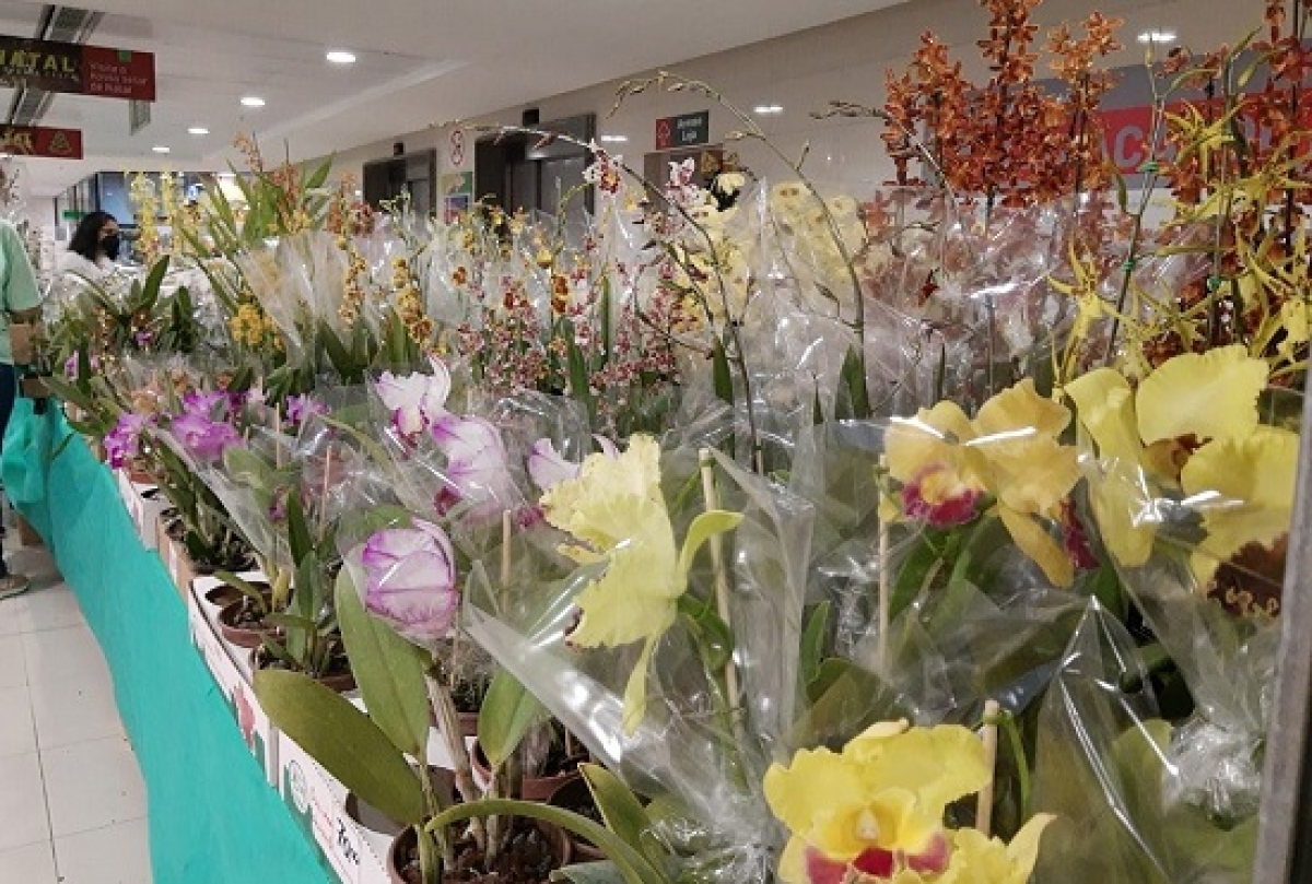 São várias espécies de orquídeas, que poderão ser adquiridas a partir de R$15 - Foto: Divulgação | Ferreira Costa