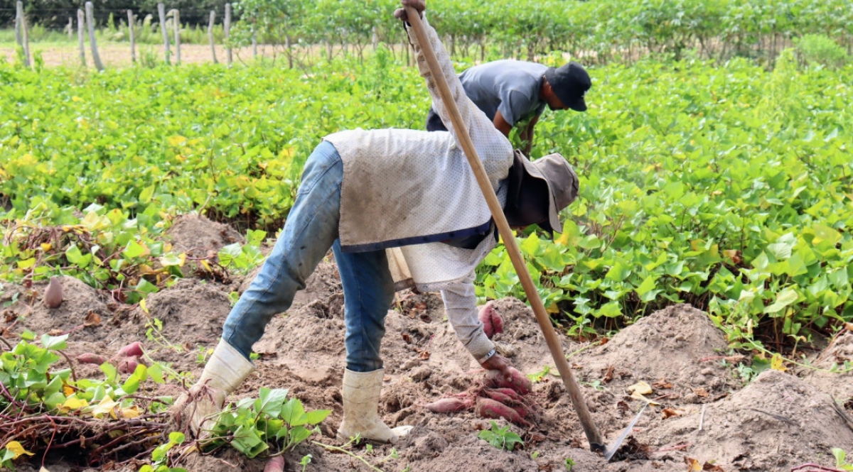 Produção de batata doce no Perímetro Irrigado Jacarecica II - Foto: Fernando Augusto | Governo de Sergipe