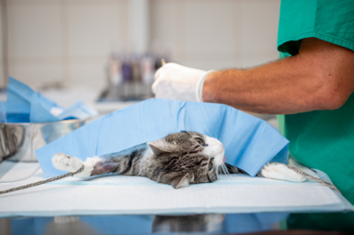 MPF recomenda fornecimento suficiente de remédios e insumos para o regular funcionamento do Hospital Veterinário da UFS - Foto ilustrativa: Canva