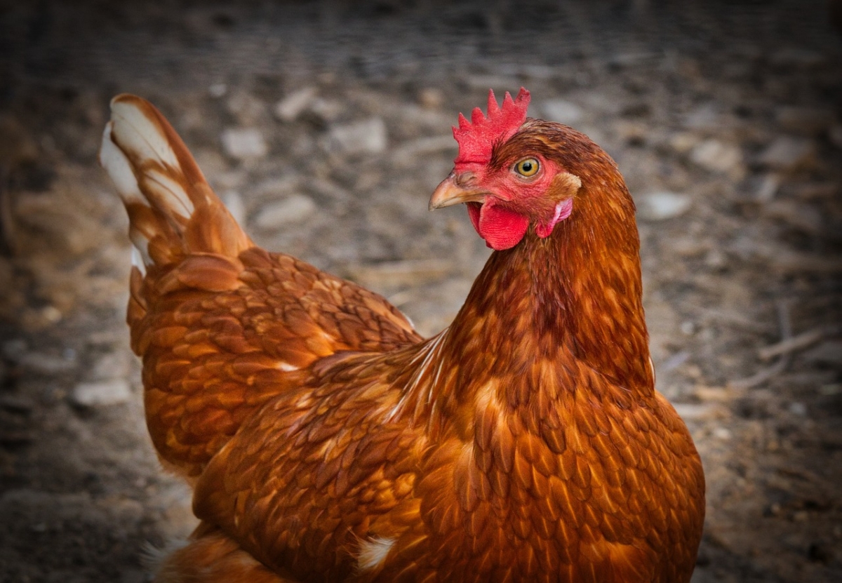 Galinha - Foto: Pixabay
