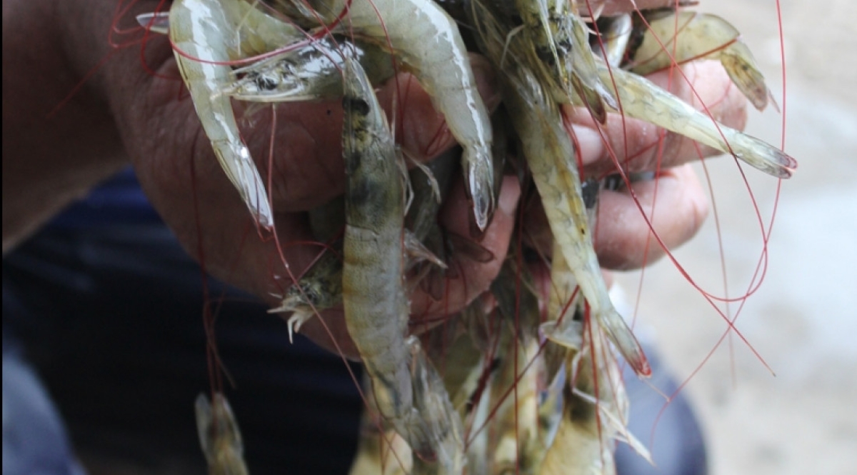 Estado inicia censo da aquicultura e pesca em São Cristóvão - Foto: Ednilson Barbosa | Governo de Sergipe