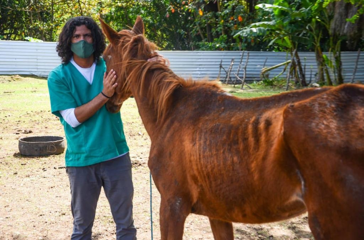 A pessoa interessada em um cavalo tem que residir no interior de Sergipe - Foto: Emsurb