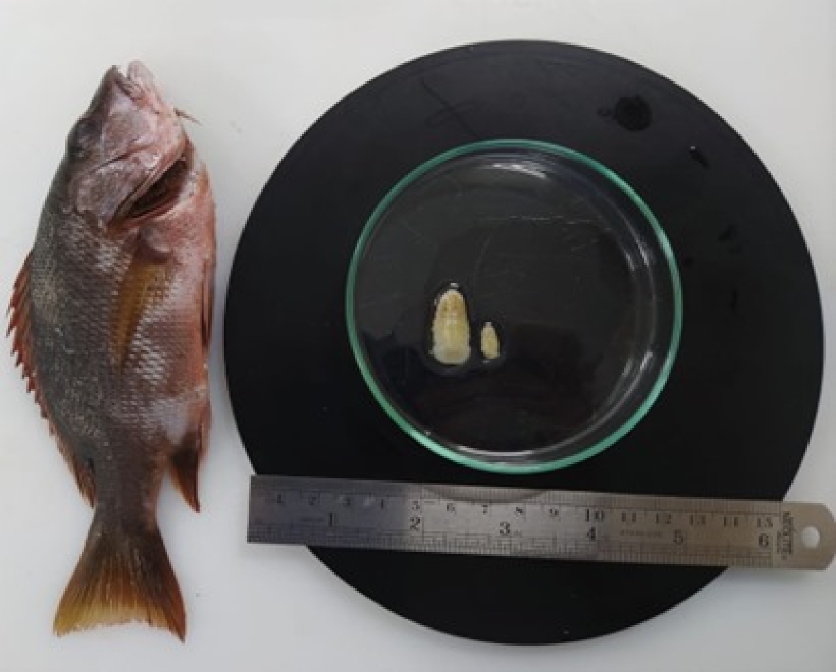 Espécies de peixes lutjanídeos, conhecidos como �??vermelha�?�, passaram por análises necroscópicas e de laboratório - Foto: Asscom Unit