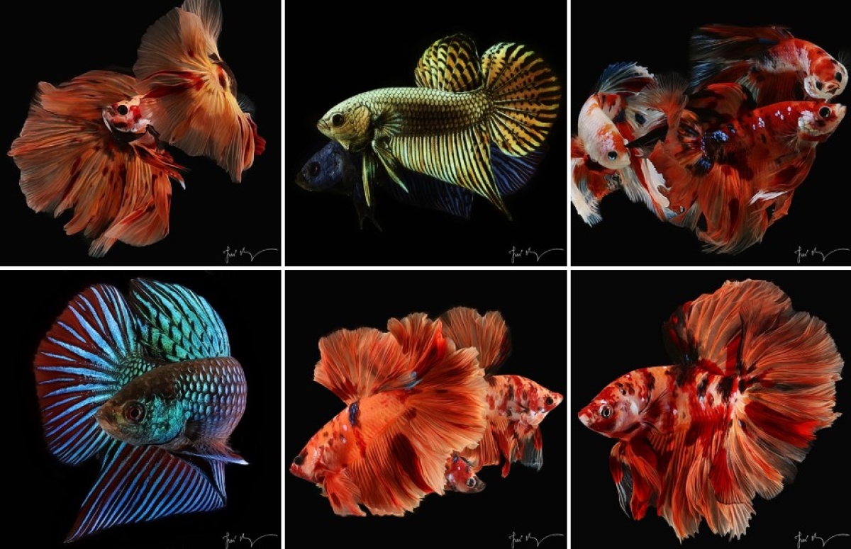 Várias espécies de Betta estarão em exposição no RioMar - Foto: Divulgação