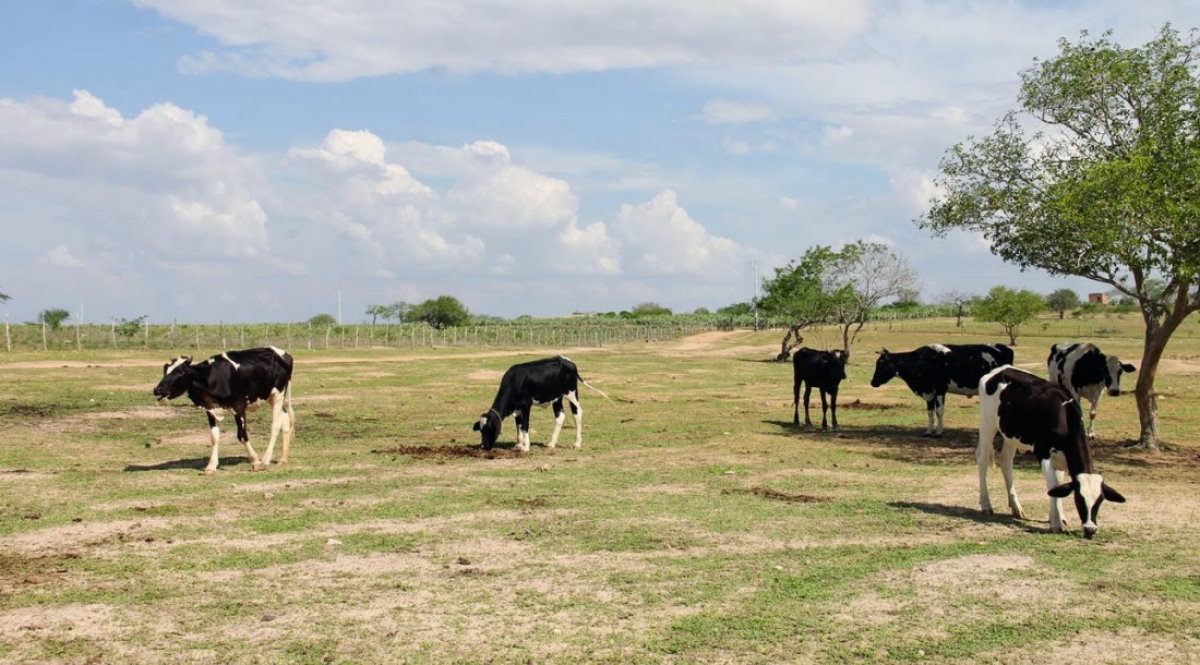 Criação de gado leiteiro será a principal beneficiada pela Adutora do Leite - Foto: Fernando Augusto - Governo de Sergipe
