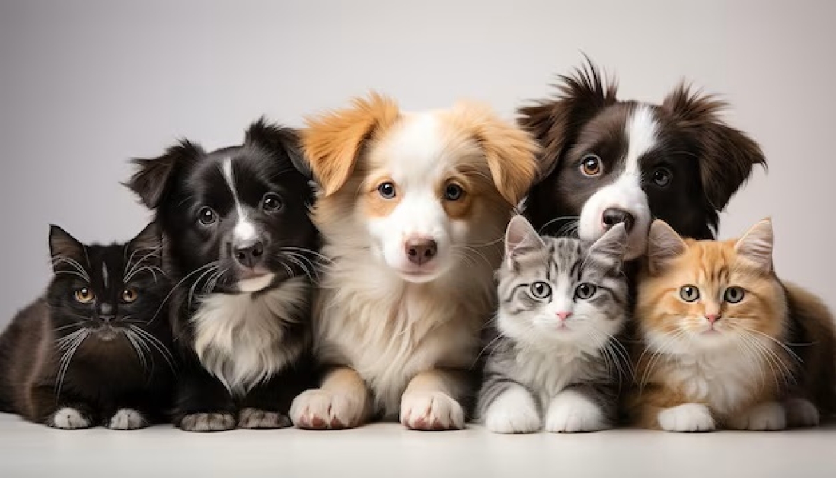 Adoção de Estimação e Aju Animal realizam collab neste sábado - Foto: Divulgação/Freepik