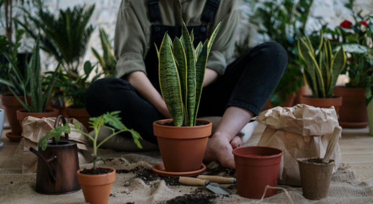 Mulher cuidando de plantas - Foto: Pexels
