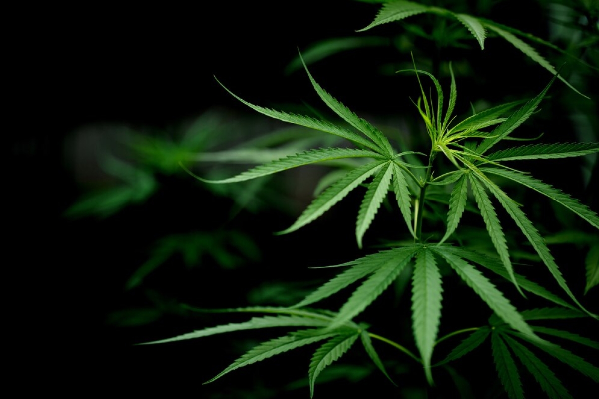 Folhas de Cannabis sativa (maconha) - Foto: Imagem ilustrativa/Freepik
