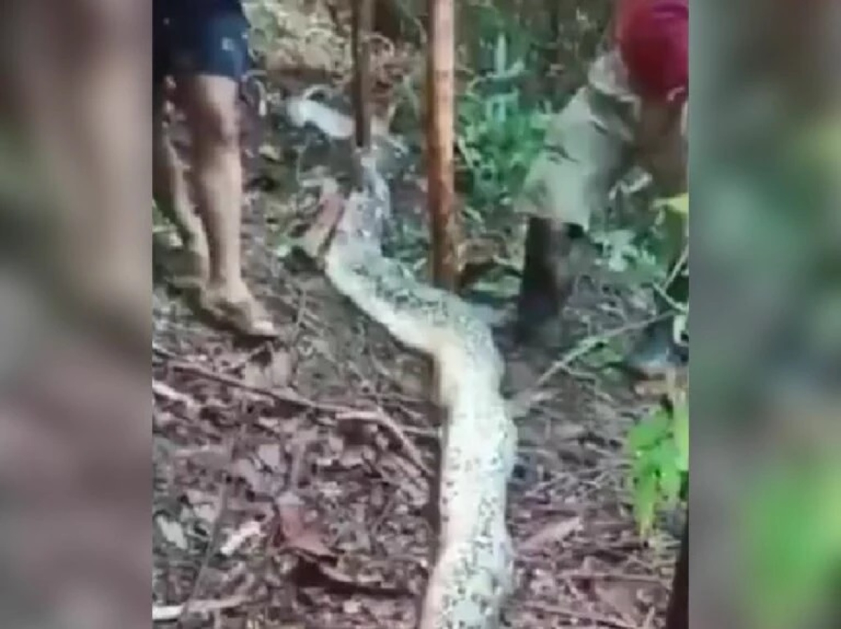 Píton que matou mulher na Indonésia - Foto: Reprodução / Frame de vídeo / X
