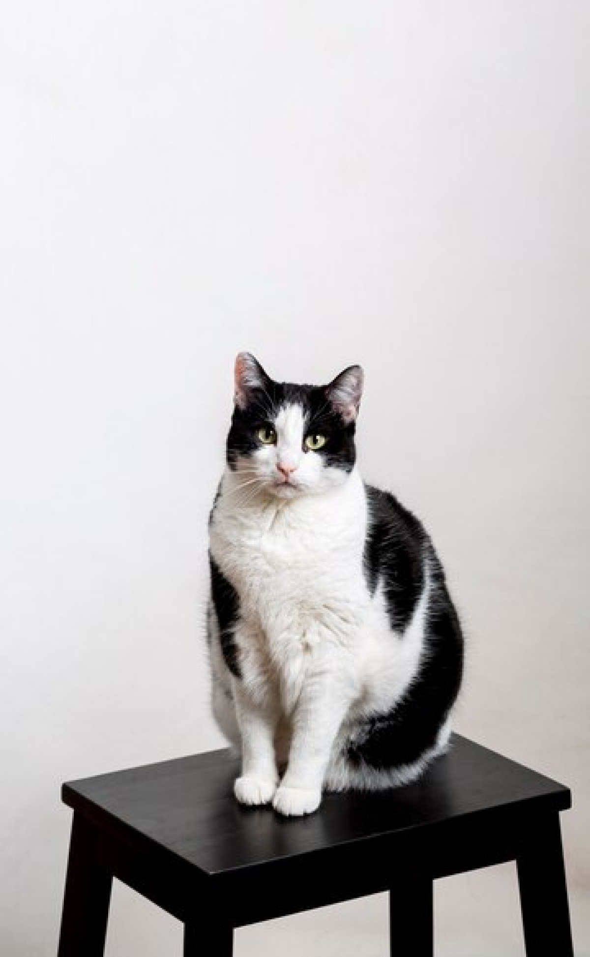 Por que seu gato arranha o sofá e como fazê-lo parar? - Foto: Freepik