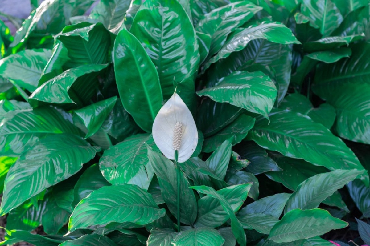3 plantas que trazem muita sorte e dinheiro para quem as cultiva - Foto: Imagem ilustriva/Pexels