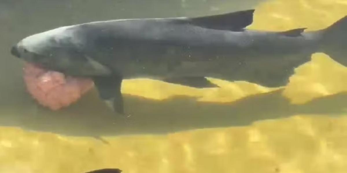 Peixe com tumor é encontrado na Lagoa dos Tambaquis em Estância - Foto: Reprodução/Redes Sociais