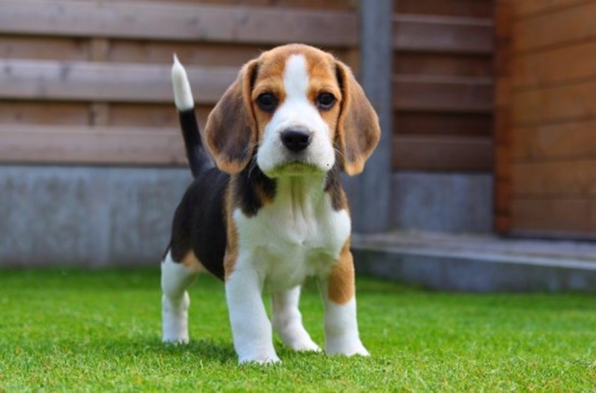 O Encãotro de beagles acontece neste sábado, 17 de agosto - Foto: Divulgação