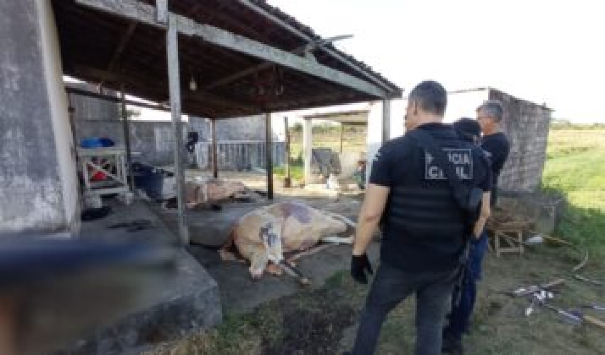 Um homem foi preso em flagrante por crime contra relações de consumo em decorrência da venda de carne em condição imprópria - Foto: SSP/SE 
