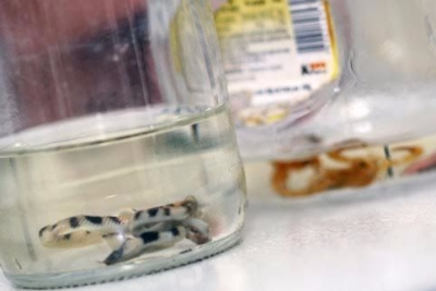 Ciatox registra 1.776 casos por intoxicao no primeiro semestre: 881 por lcool (Foto: SES/SE)