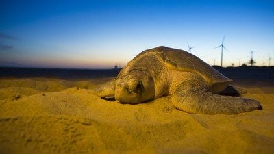 MPF/Sergipe aju�za a��o para regularizar situa��o da Reserva Biol�gica Santa Isabel Tartaruga Oliva (Foto: Projeto Tamar)
