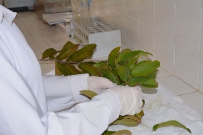 An�lise foliar oferecida pelo Instituto Tecnol�gico auxilia agricultores de Sergipe (Imagem: ITPS)