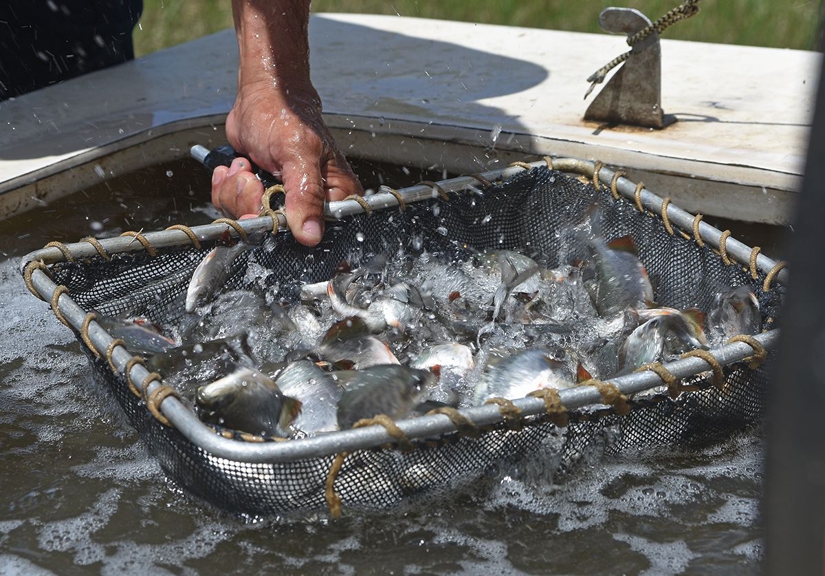 Nesta ter�a-feira, 13, os 37 agricultores familiares de Pirambu fizeram o peixamento de 30 mil alevinos da esp�cie hibrida Tambacu (Imagem: Marcelle Cristinne/ASN)
