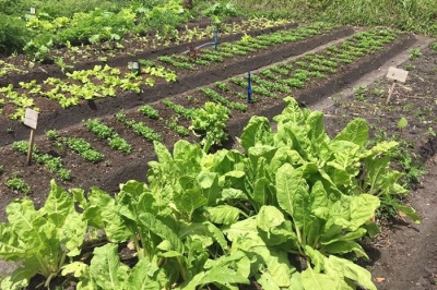 Horta de Col�gio Estadual busca apoio da Cohidro/Sergipe para se expandir (Imagem: Cohidro/SE)