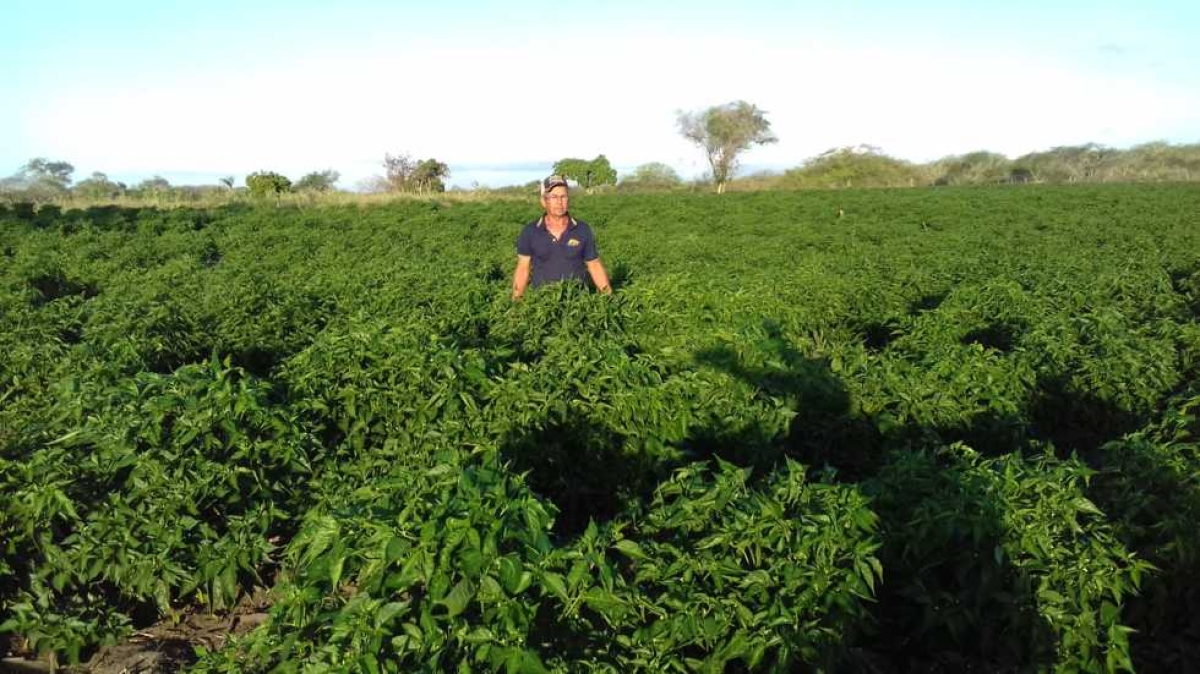 Maior plantao de Pimenta Malagueta do Brasil fica em Tobias Barreto (Imagem: Assessoria)
