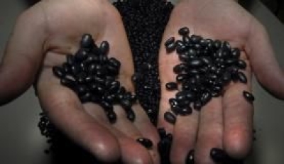 O feijo est entre os produtos da cesta bsica cujo preo caiu no ms passado  (Imagem: Arquivo/Agncia Brasil)