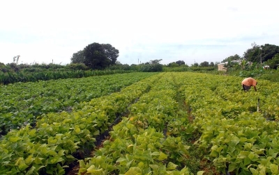 Ministrio lana normas que podem reduzir custo de produo agrcola em at 35% (Imagem: Agncia Brasil)