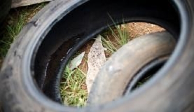 Vero aumenta incidncia de mosquito Aedes aegytpi porque chuvas levam ao aumento de locais com acmulo de gua parada, onde o inseto se desenvolve (Imagem: Marcelo Camargo/Agncia Brasil)